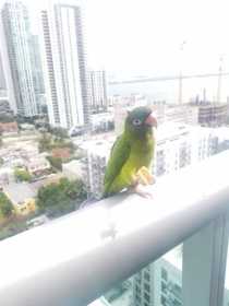 Lost Conure