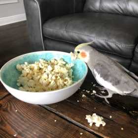 Lost Cockatiel