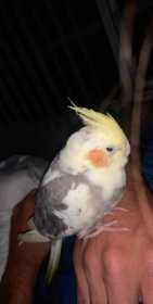 Lost Cockatiel