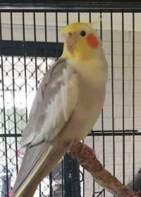 Lost Cockatiel
