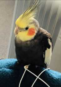 Lost Cockatiel