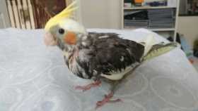 Lost Cockatiel