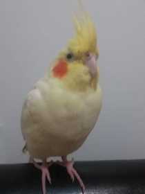 Lost Cockatiel