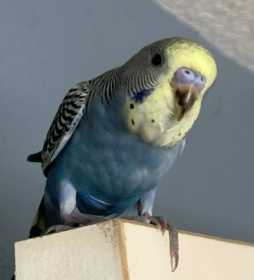 Lost Budgerigar