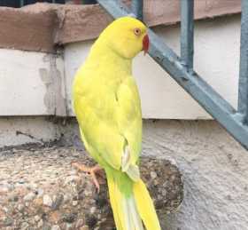 Lost Indian Ringneck Parakeet