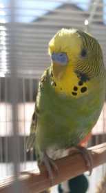 Lost Budgerigar