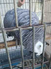 Lost African Grey