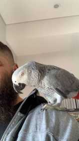 Lost African Grey