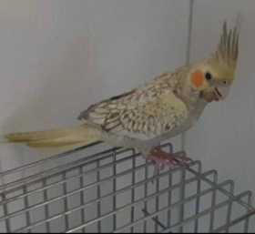 Lost Cockatiel