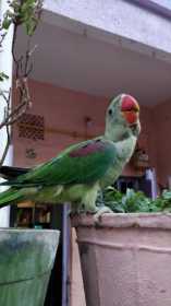 Lost Alexandrine