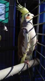 Lost Cockatiel