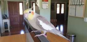 Lost Cockatiel