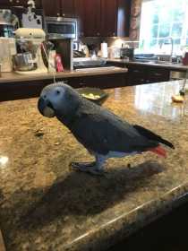 Lost African Grey