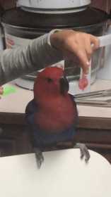 Lost Eclectus