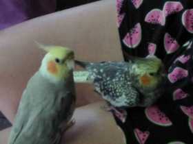 Lost Cockatiel