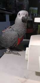 Lost African Grey