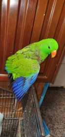 Lost Eclectus