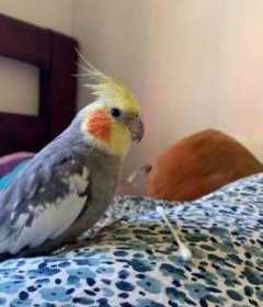 Lost Cockatiel