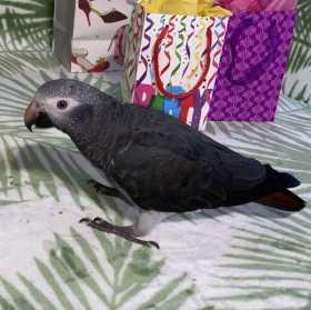 Lost African Grey