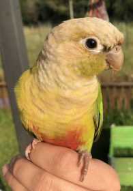 Lost Conure