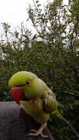 Lost Indian Ringneck Parakeet