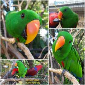 Lost Eclectus