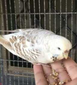 Lost Budgerigar
