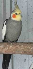 Lost Cockatiel