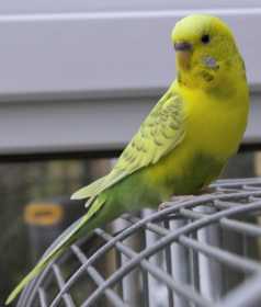 Lost Budgerigar