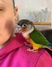 Lost Conure