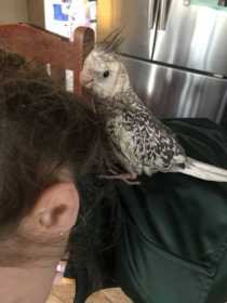 Lost Cockatiel