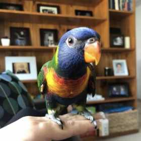 Lost Lory / Lorikeet