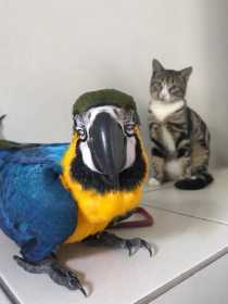 Lost Macaw