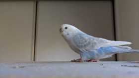 Lost Budgerigar