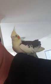 Lost Cockatiel