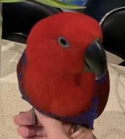 Lost Eclectus