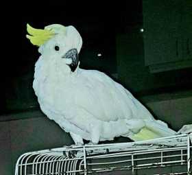 Lost Cockatoo