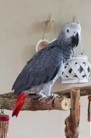 Lost African Grey
