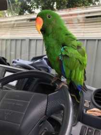 Lost Eclectus