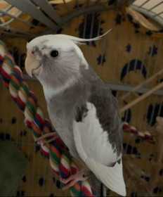 Lost Cockatiel