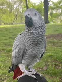 Lost African Grey