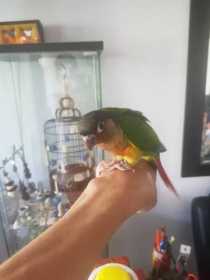 Lost Conure