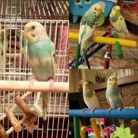 Lost Parakeet