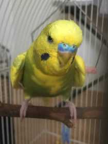 Lost Budgerigar