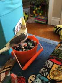 Lost Cockatiel