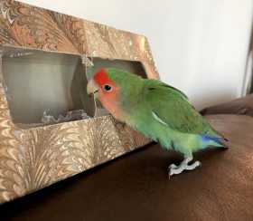 Lost Lovebird