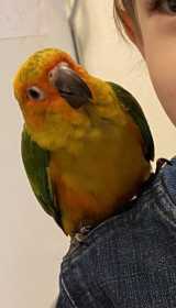 Lost Conure