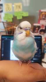 Lost Budgerigar