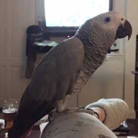 Lost African Grey