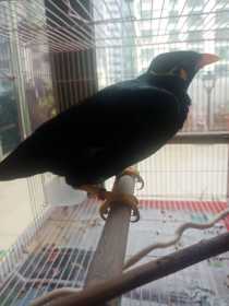 Lost Myna / Mynah